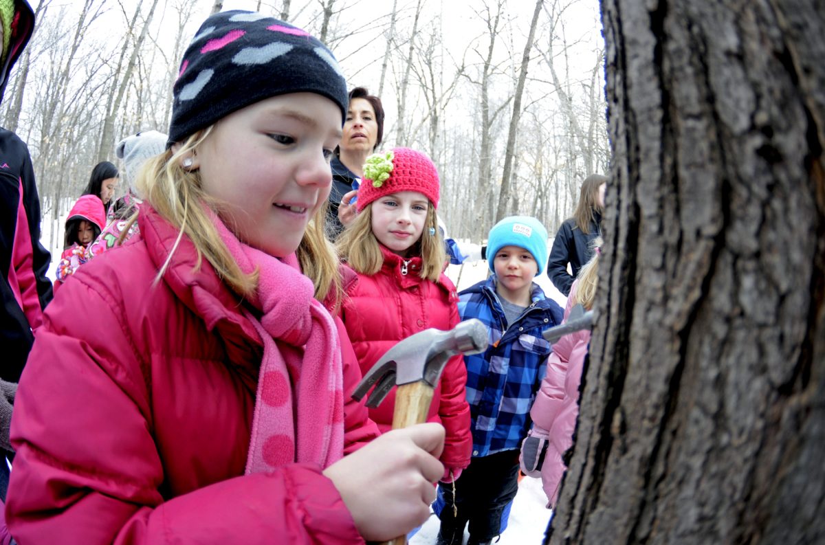 Family Fun Day attendees will be learning how to make "Sugar on Snow," a special maple syrup treat.