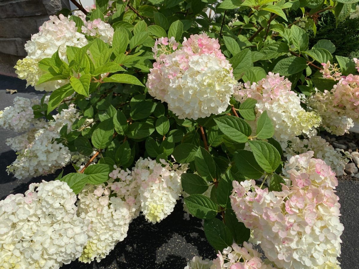 Join the Prior Lake Garden Club on Aug. 17 in touring two gardens.