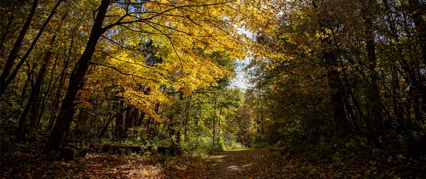 Youngsters can learn more about trees located in Cleary Lake Regional Park on May 7. (Three Rivers Park District)