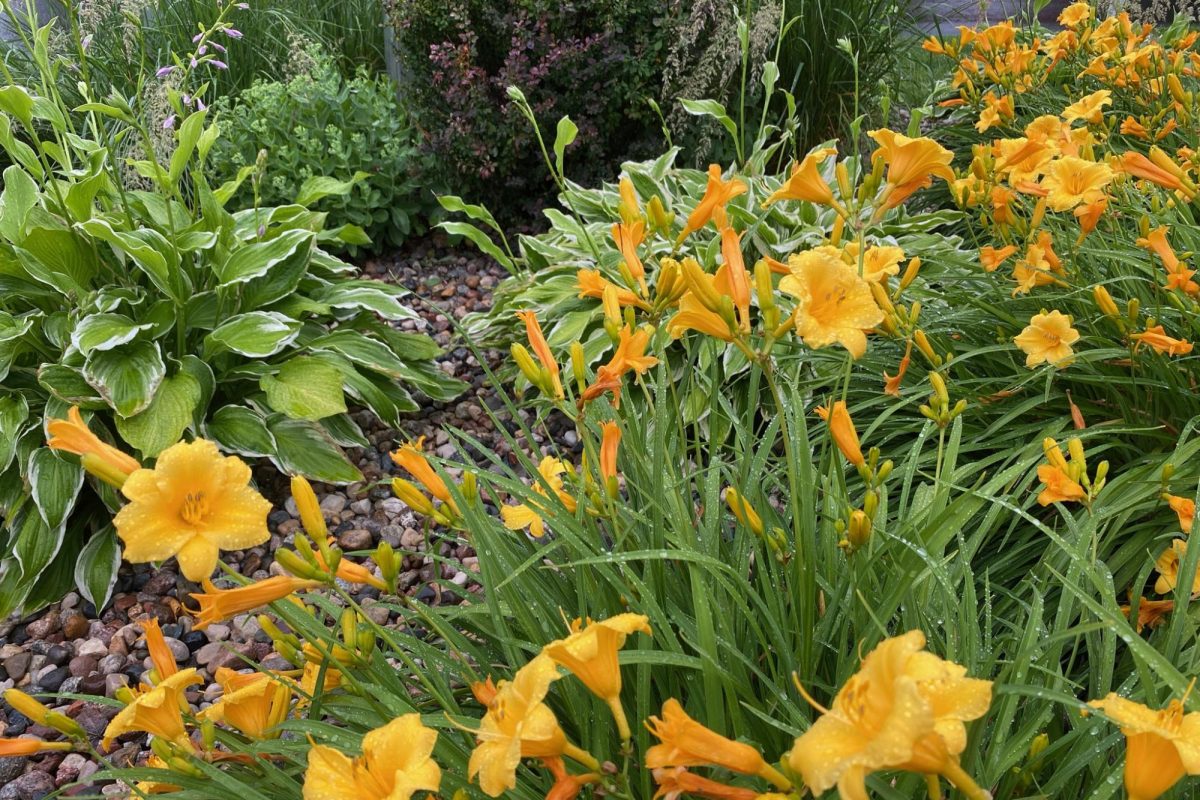 Join the Prior Lake Garden Club in touring two metro gardens on July 17.