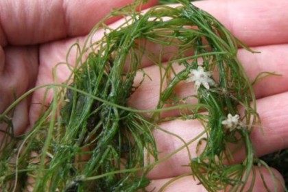 Starry Stonewort is a bushy, bright green algae that produces star-shaped bulbils. Left unchecked, it can create large dense mats in lakes. (Invasive Species Center)