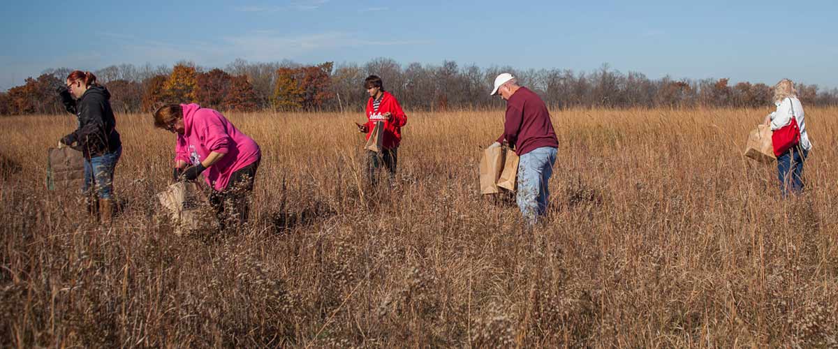 Volunteers will be collecting wildflower seed at Murphy-Hanrehan on Thursday, Sept. 4.