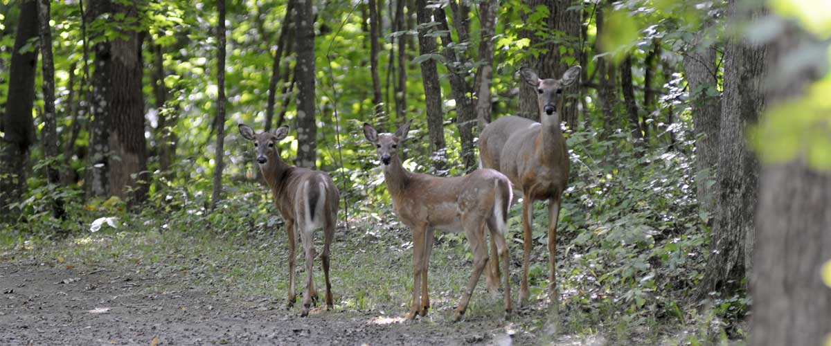 Archery deer hunts are scheduled this fall for Spring Lake Regional Park in Prior Lake and Murphy-Hanrehan Park Reserve in Savage.