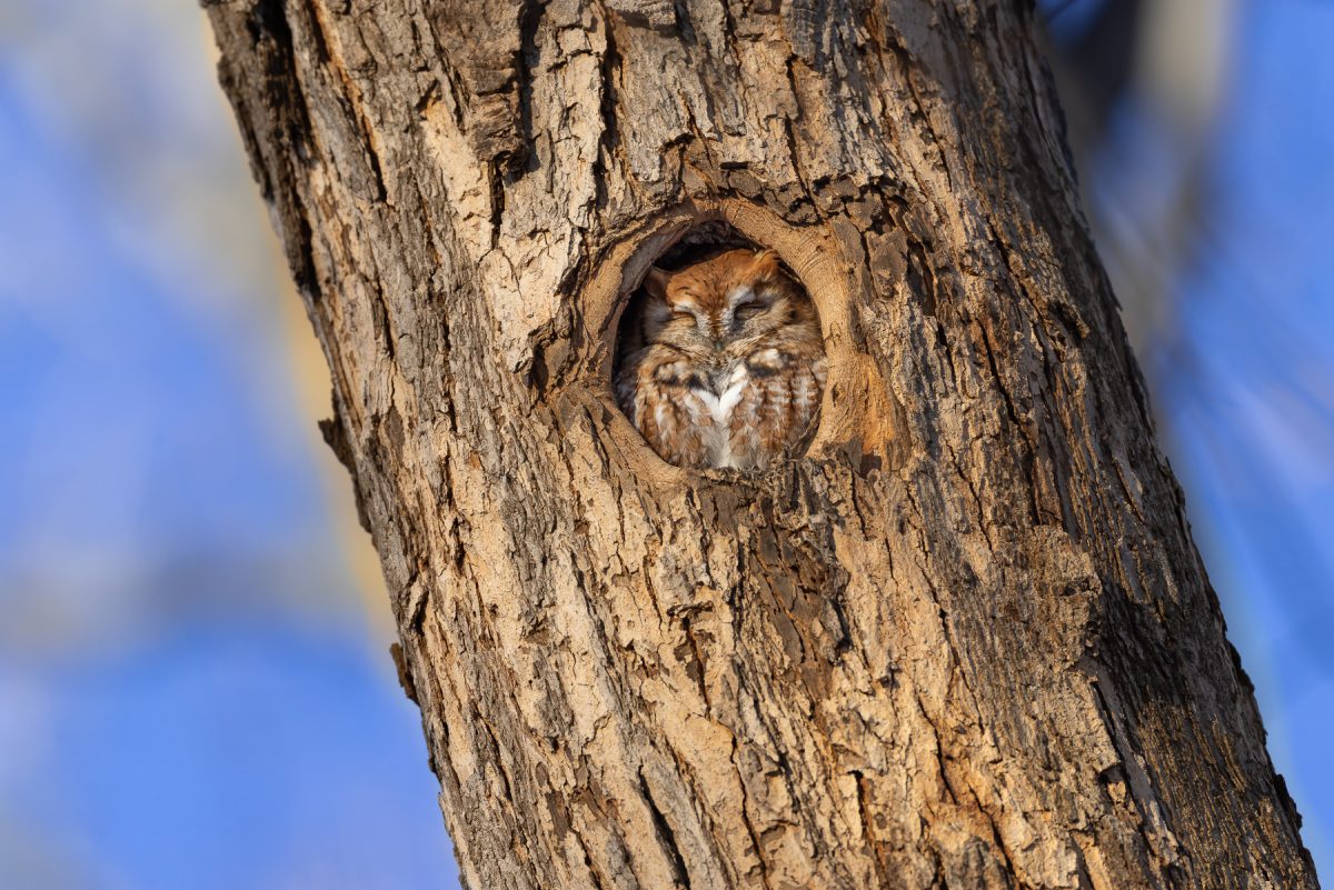 An Eastern Screech-owl in southern Minnesota takes advantage of the work previously done by a woodpecker.