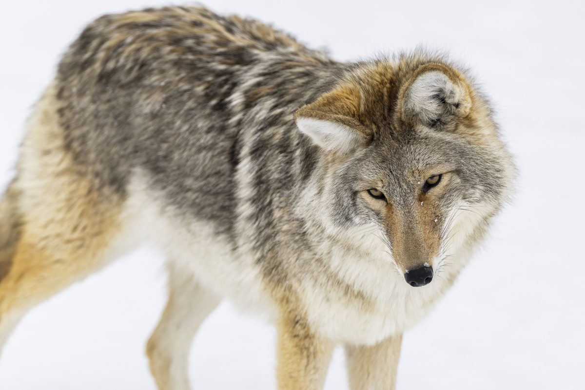 A coyote in snow taken in Yellowstone National Park.