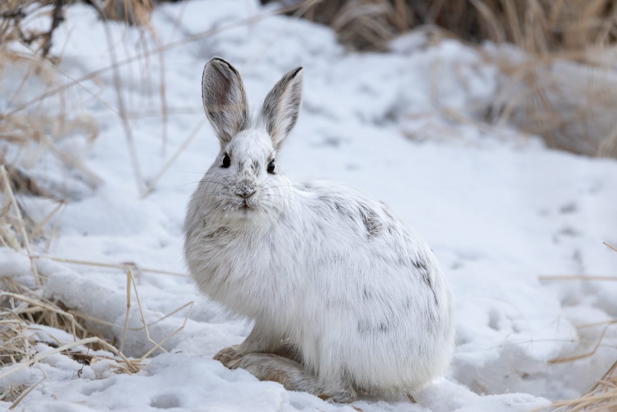 Snowshoe Hare taken in Homer AK