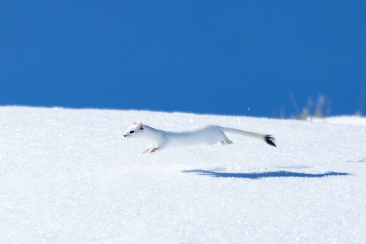A long-tailed Weasel was spotted in Yellwostone National Park.