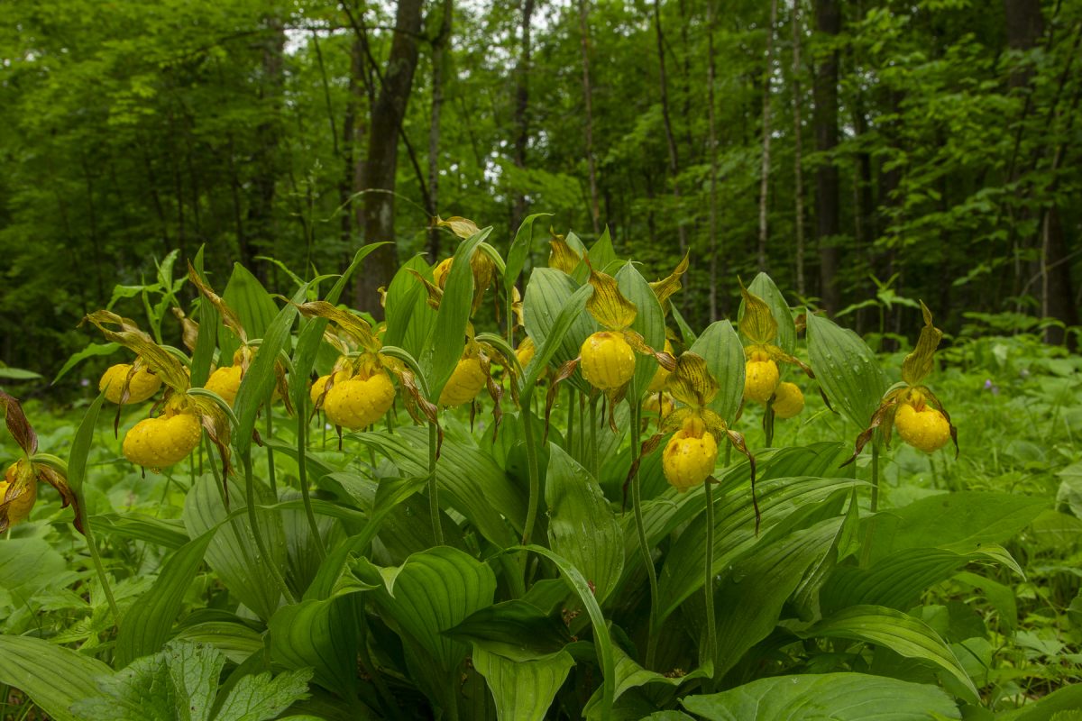 Yellow Lady's Slipper taken in northern Minnesota